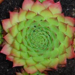 Sempervivum - Dachwurz - Hauswurz